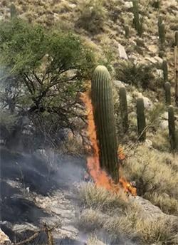 A saguaro-laden slope, with the foreground saguaro engulfed in flames
