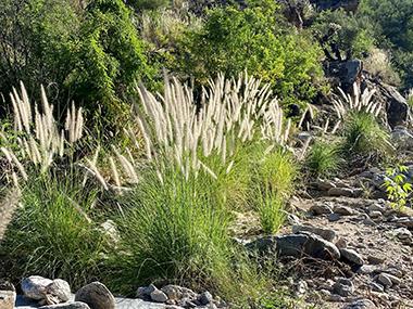 Fountain grass on a slope